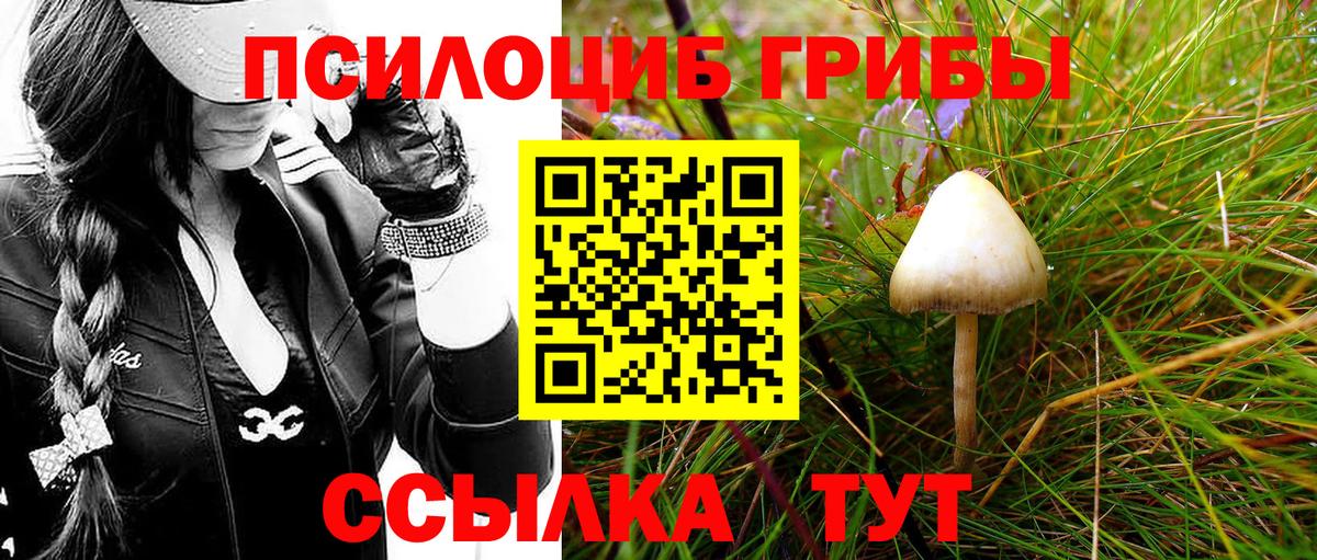Псилоцибиновые грибы Cubensis Магнитогорск